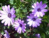 紫丁香 雏菊，海角雏菊