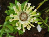 fotografija Vrtno Cvetje African Daisy, Cape Daisy, Osteospermum rumena