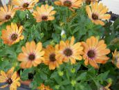 foto Flores do Jardim Daisy Africano, Margarida Capa, Osteospermum laranja