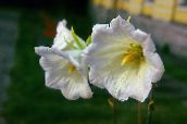 photo les fleurs du jardin Ostrowskia, Ostrowskia magnifica blanc