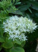 bilde Hage Blomster Prangende Bergknapp, Hylotelephium spectabile hvit