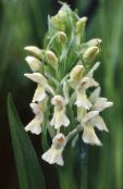 fotografie Záhradné kvety Májový, Bodkovaný Orchidea, Dactylorhiza biely