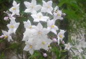 zdjęcie Ogrodowe Kwiaty Jagoda (Ziemniak Winorośli, Niebieski Ziemniaków Krzewów), Solanum jasminoides, Solanum rantonnetii biały