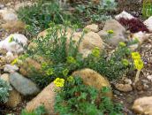照片 园林花卉 篮子金, Alyssum 黄