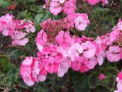 fénykép Kerti Virágok Kapucnis Levelű Muskátli, Muskátli Fa, Wilde Malva, Pelargonium rózsaszín