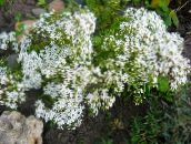 zdjęcie Ogrodowe Kwiaty Rozchodnika (Sedum) biały