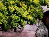 zdjęcie Ogrodowe Kwiaty Rozchodnika (Sedum) żółty