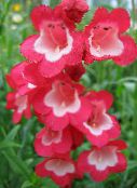 fotografie Záhradné kvety Predhoria Penstemon, Chaparral Penstemon, Bunchleaf Penstemon, Penstemon x hybr, červená