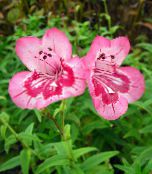 foto Flores de jardín Estribaciones Penstemon, Penstemon Chaparral, Bunchleaf Penstemon, Penstemon x hybr, rosa