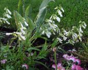 foto I fiori da giardino Penstemon Orientale, Beardtongue Peloso bianco