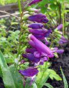 fotografie Záhradné kvety Východnej Penstemon, Chlpatý Beardtongue fialový
