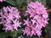 kuva Puutarhakukat Egyptin Tähti Kukka, Egyptiläinen Tähtijoukko, Pentas pinkki
