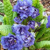 nuotrauka Sodo Gėlės Raktažolė, Primula mėlynas