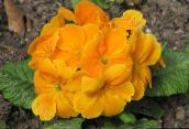 nuotrauka Sodo Gėlės Raktažolė, Primula oranžinis