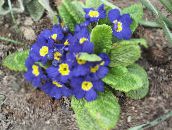 bilde Hage Blomster Primrose, Primula blå