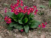 bilde Hage Blomster Primrose, Primula rød