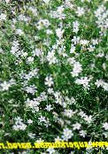 снимка Градински цветове Tunicflower, Petrorhagia бял