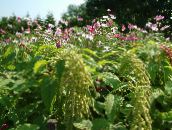 фото Садовые цветы Амарант хвостатый, Amaranthus caudatus зеленый