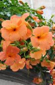 photo les fleurs du jardin Pétunia, Petunia orange