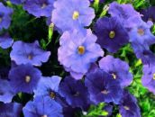 ფოტო ბაღის ყვავილები Petunia ლურჯი