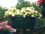 フォト 庭の花 ペチュニア, Petunia 黄