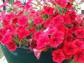 zdjęcie Ogrodowe Kwiaty Petunia czerwony