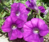 foto Trädgårdsblommor Petunia violett