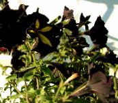 fotografija Vrtno Cvetje Petunia črna