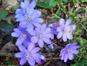 ფოტო ბაღის ყვავილები Liverleaf, Liverwort, Roundlobe Hepatica, Hepatica nobilis, Anemone hepatica ღია ლურჯი