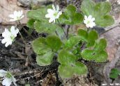 ფოტო ბაღის ყვავილები Liverleaf, Liverwort, Roundlobe Hepatica, Hepatica nobilis, Anemone hepatica თეთრი