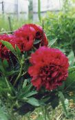 снимка Градински цветове Божур, Paeonia винен