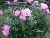 fotografija Vrtno Cvetje Potonika, Paeonia roza