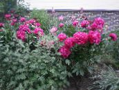 fotografija Vrtno Cvetje Potonika, Paeonia rdeča