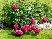 fotografija Vrtno Cvetje Potonika, Paeonia rdeča