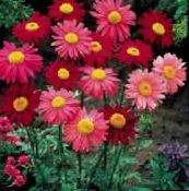 foto Have Blomster Malet Daisy, Gyldne Fjer, Gyldne Matrem, Pyrethrum hybridum, Tanacetum coccineum, Tanacetum parthenium rød