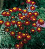 photo les fleurs du jardin Painted Daisy, Plume D'or, La Grande Camomille Dorée, Pyrethrum hybridum, Tanacetum coccineum, Tanacetum parthenium vineux