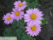 nuotrauka Sodo Gėlės Dažytos Daisy, Aukso Plunksnų, Aukso Skaistenis, Pyrethrum hybridum, Tanacetum coccineum, Tanacetum parthenium alyvinis