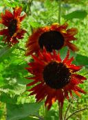 снимка Градински цветове Слънчоглед, Helianthus annus винен