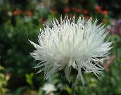 fotografie Zahradní květiny Amberboa, Sweet Sultan bílá