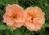 photo les fleurs du jardin Usine De Soleil, Pourpier, Mousse Rose, Portulaca grandiflora rose