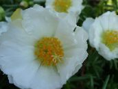 photo les fleurs du jardin Usine De Soleil, Pourpier, Mousse Rose, Portulaca grandiflora blanc