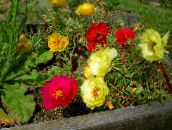 снимка Градински цветове Слънчева Инсталация, Portulaca, Роза Мъх, Portulaca grandiflora червен