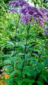 fotografie Záhradné kvety Fialová Joe Pye Burinu, Sladký Joe Pye Weed, Eupatorium fialový
