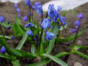 照片 园林花卉 西伯利亚海葱，绵, Scilla 蓝色