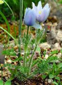 fotografie Záhradné kvety Poniklec Veľkokvetý, Pulsatilla modrá