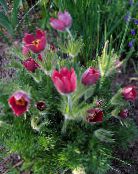 フォト 庭の花 オキナグサ, Pulsatilla 赤