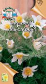 fotografija Vrtno Cvetje Kosmatinec, Pulsatilla bela