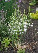 ფოტო ბაღის ყვავილები ვარსკვლავი-Of-ბეთლემის, Ornithogalum თეთრი