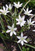 bilde Hage Blomster Stjerne-Of-Bethlehem, Ornithogalum hvit