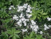 foto I fiori da giardino Star-Di-Betlemme, Ornithogalum bianco